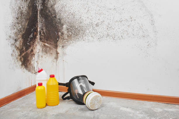 Professional Mold Remediation in New Llano, LA