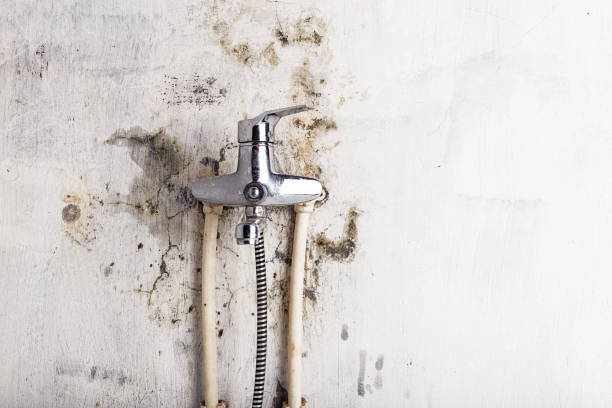 Best Preventive Mold Services in New Lno, LA
