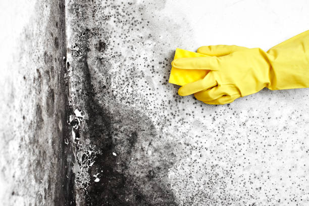 Best Health and Safety Mold Remediation in New Lno, LA