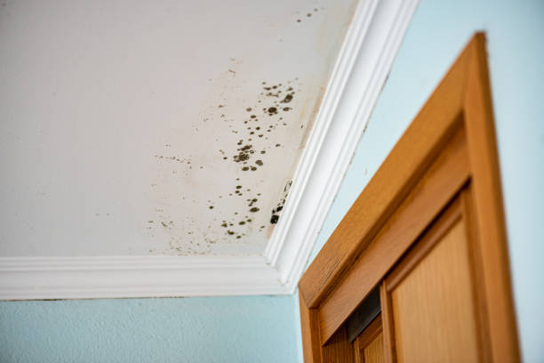 Best Attic Mold Remediation in New Lno, LA