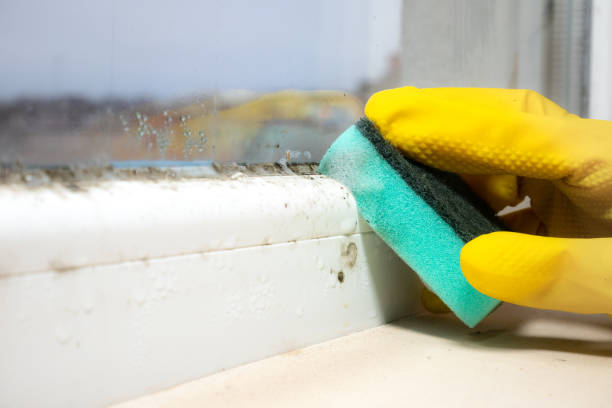 Best Insurance-Related Mold Remediation in New Lno, LA