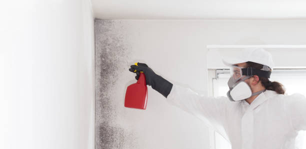 Best White Mold Remediation in New Lno, LA