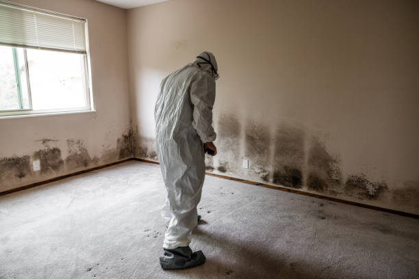 Best HVAC Mold Remediation in New Lno, LA